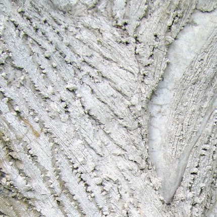 bark texture in a concrete tree