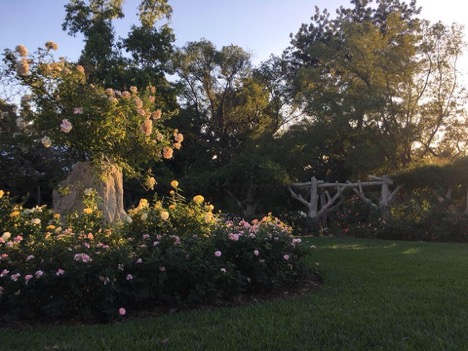 Evening at the Huntington Rose Garden